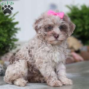 Sugar, Havapoo Puppy